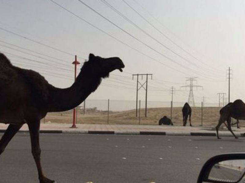 بالفيديو: حادث تصادم بين سيارة وجمل!